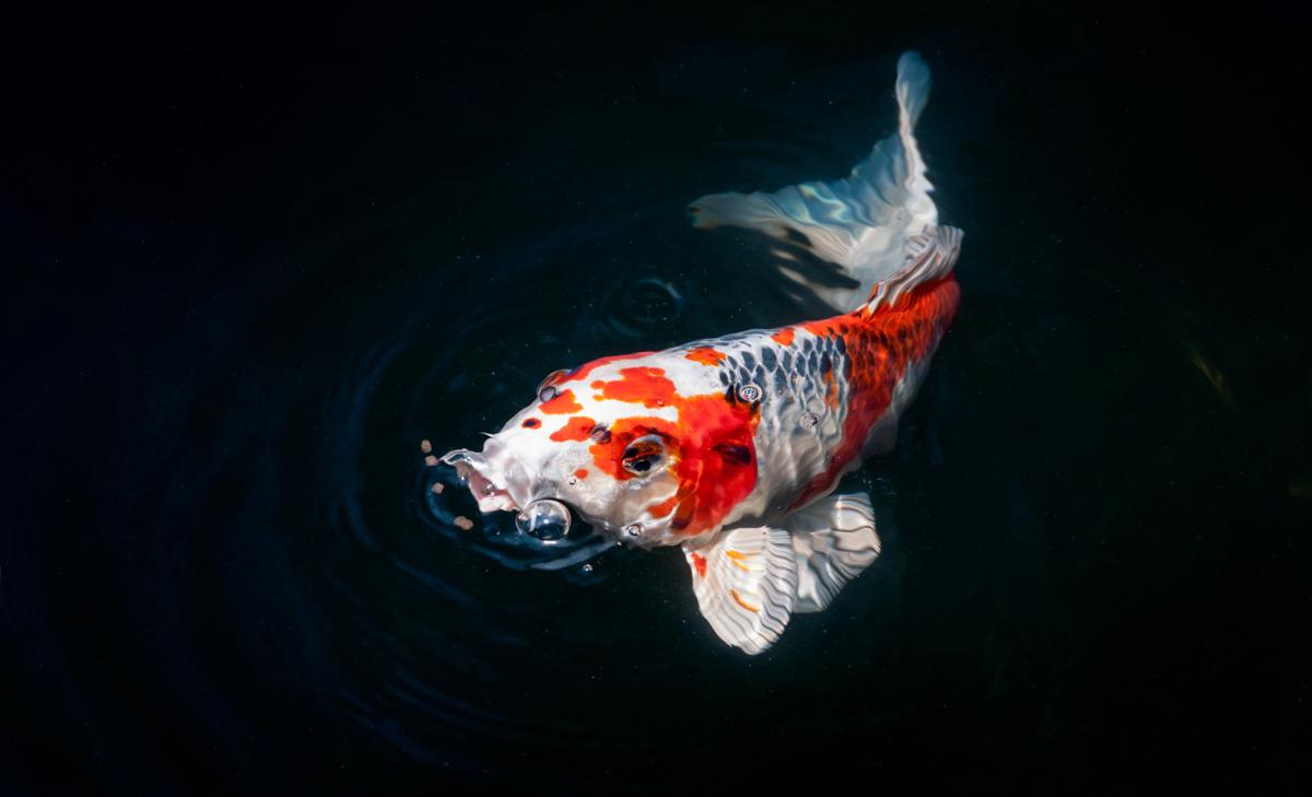 Koi swimming in dark water