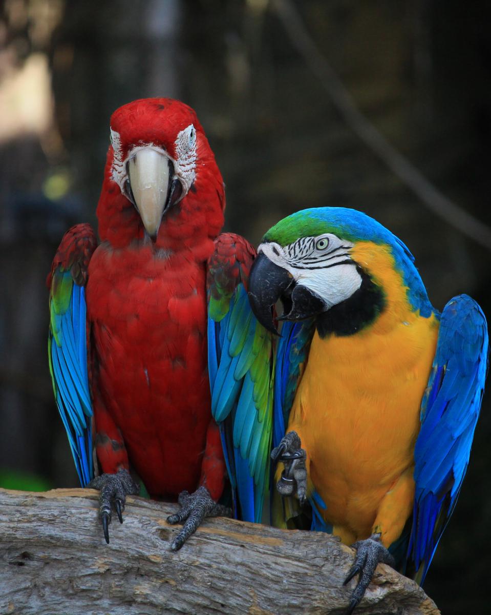 Scarlet and blue-and-gold macaws