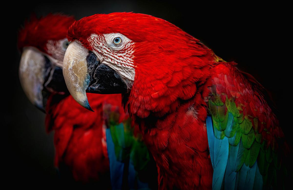 Scarlet macaws close-up
